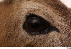 Eye Deer Animal photo references